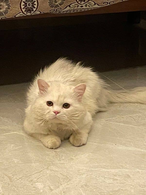 persian cats and kittens for sale wtsapp (0307/710/92/69) 12