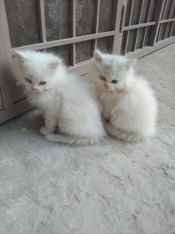 persian cats and kittens for sale wtsapp (0307/710/92/69) 15