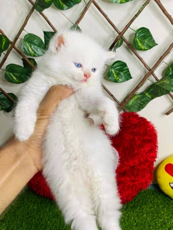 persian cats and kittens for sale wtsapp (0307/710/92/69) 17