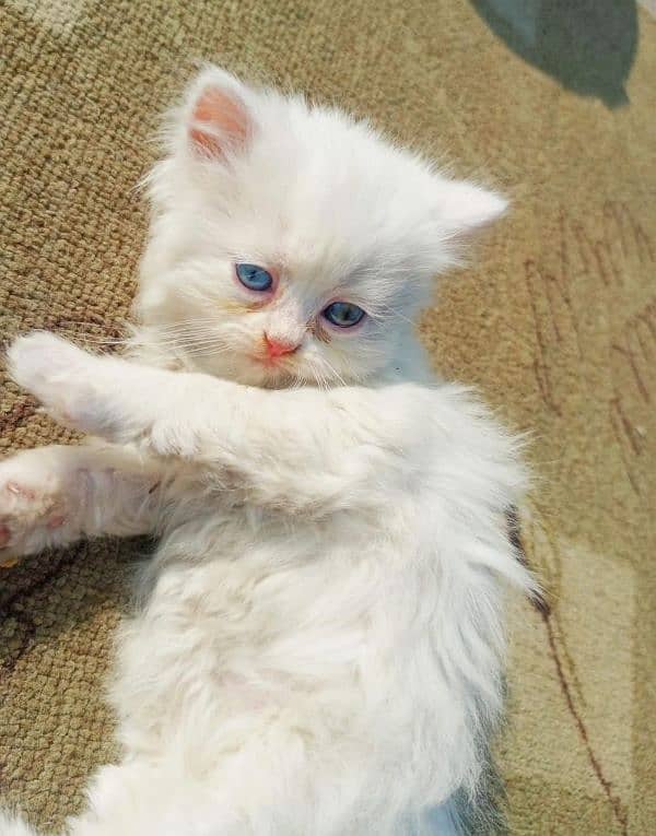 persian cats and kittens for sale wtsapp (0307/710/92/69) 18