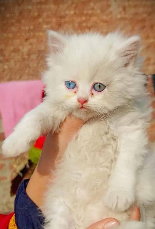 persian cats and kittens for sale wtsapp (0307/710/92/69) 19