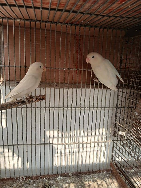 albino black eye split red eye breeder pair 0