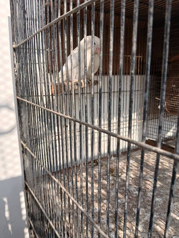 albino black eye split red eye breeder pair 3