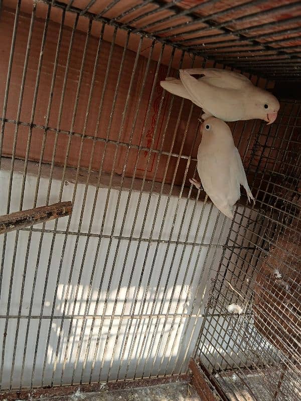 albino black eye split red eye breeder pair 4