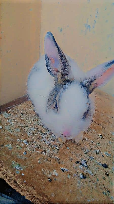 Baby Rabbit 7