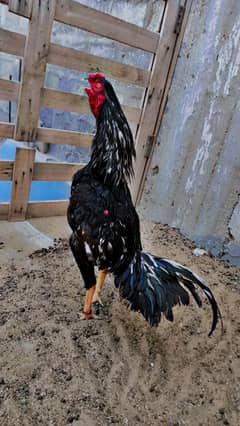 lasani  male  & mushka female for sale