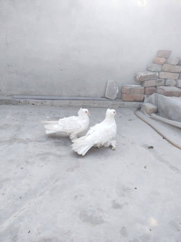 frillback pigeon For urgent sale pair 100%.   brider 0