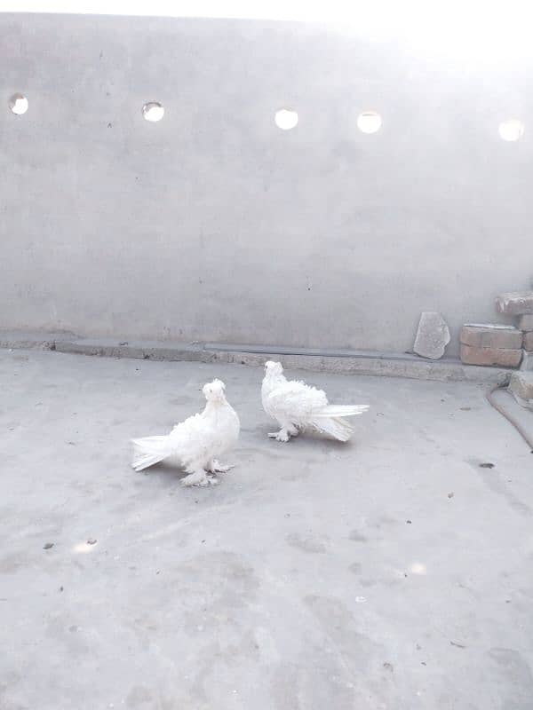 frillback pigeon For urgent sale pair 100%.   brider 1