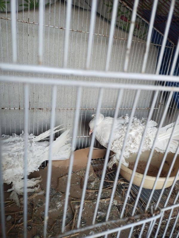 frillback pigeon For urgent sale pair 100%.   brider 3