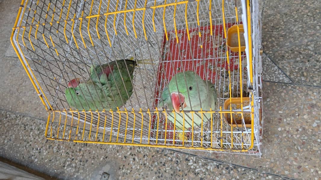 Raw parrot / green parrots / breeder / talking bird 0