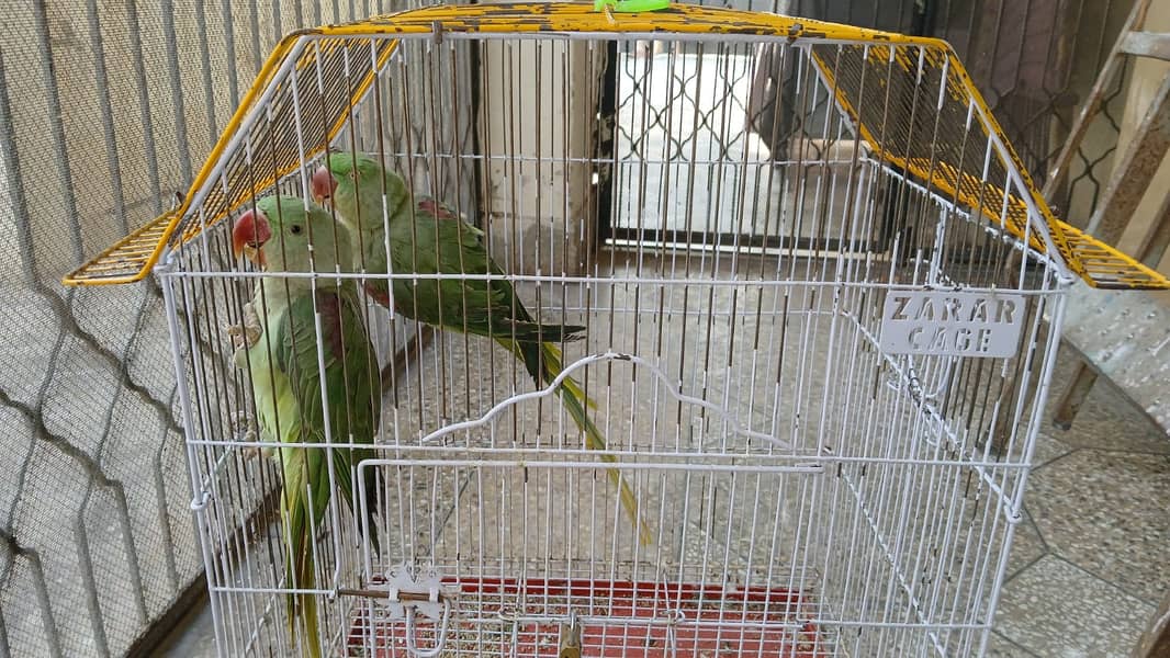 Raw parrot / green parrots / breeder / talking bird 1