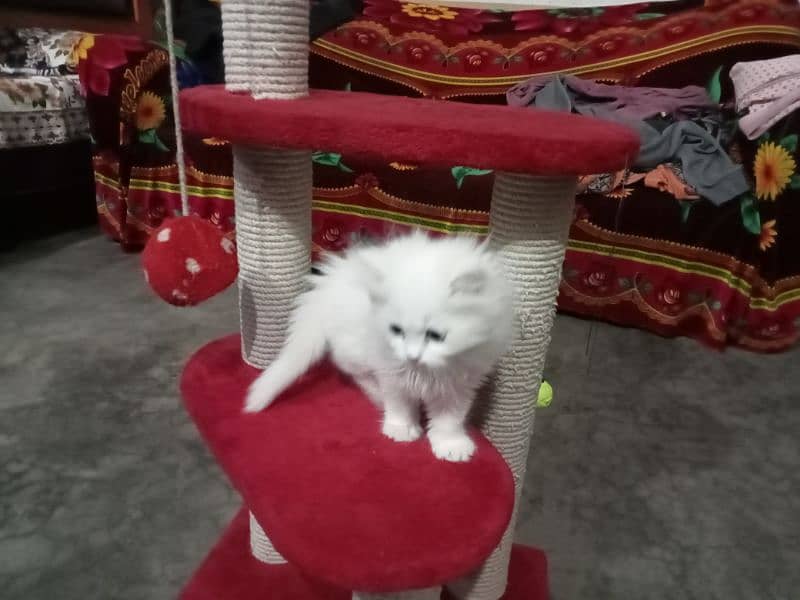 odd eyes female kitten for sale 0