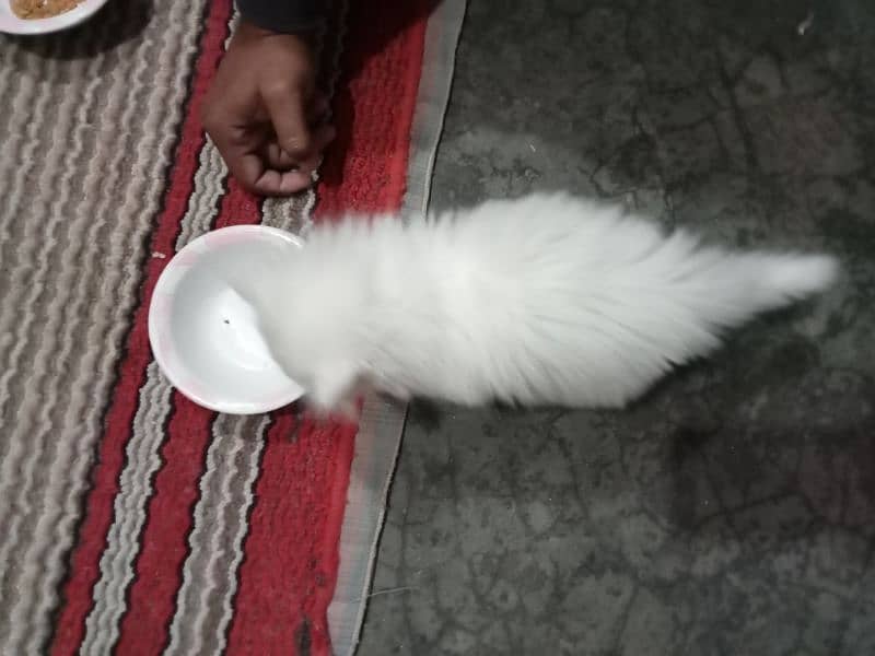 odd eyes female kitten for sale 2