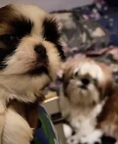 Pure Shih Tzu Pick of the Litter Shitzu /Shihtzu Highly Pedigreed