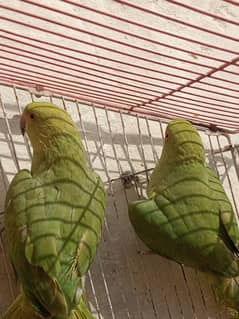 Parrot for sale