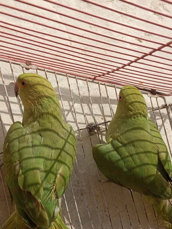 Parrot for sale 0