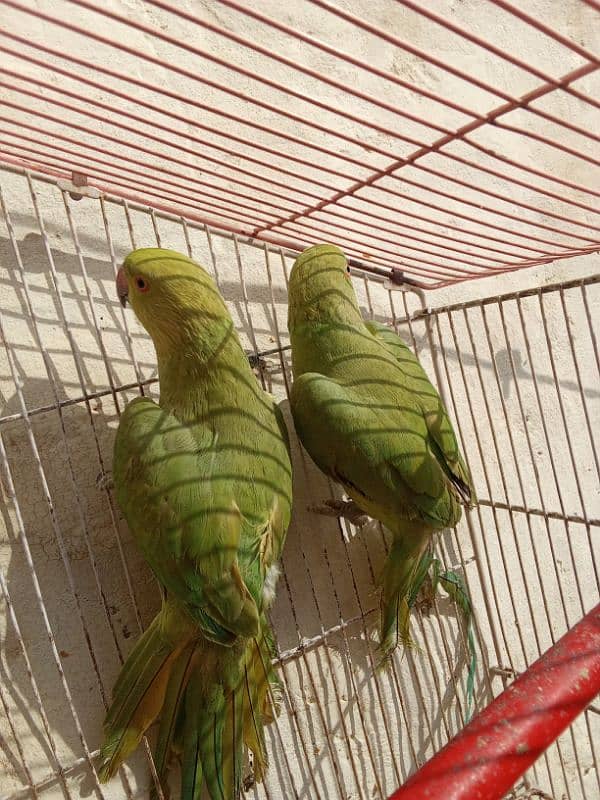 Parrot for sale 1