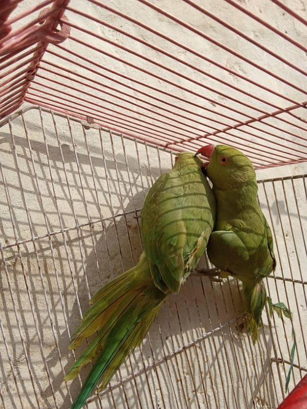 Parrot for sale 2