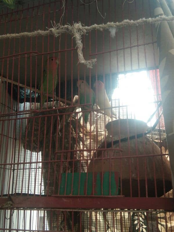 2 pair parrot with cage 1