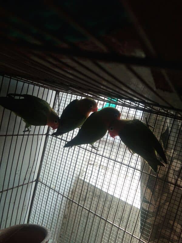 2 pair parrot with cage 2