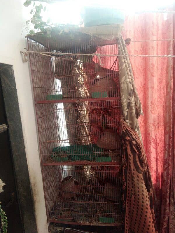 2 pair parrot with cage 3