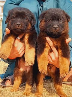 German Shepherd puppies for sale