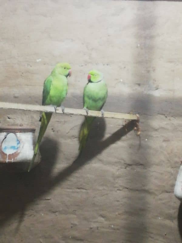 green parrot pair 0