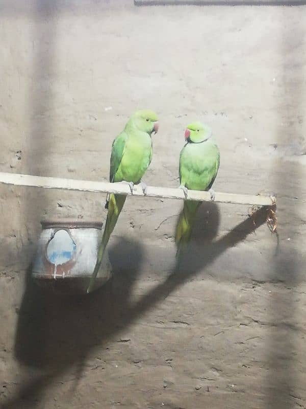 green parrot pair 1