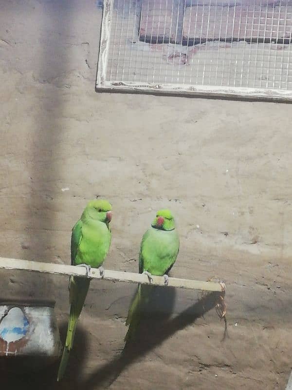 green parrot pair 2