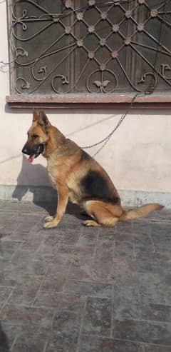 Urgent sale german shepherd female