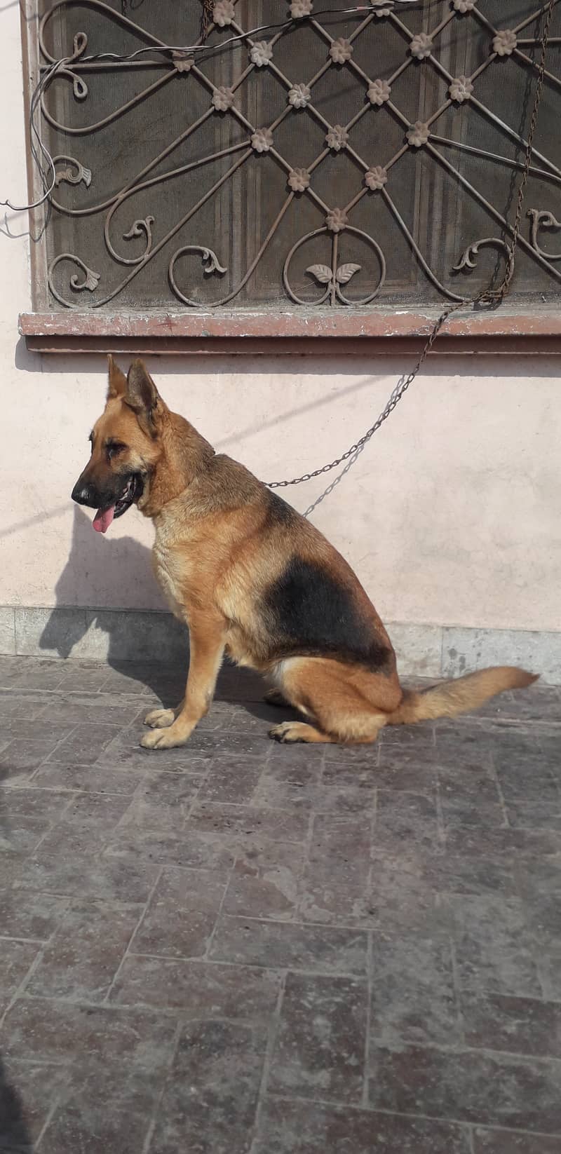 Urgent sale german shepherd female 0