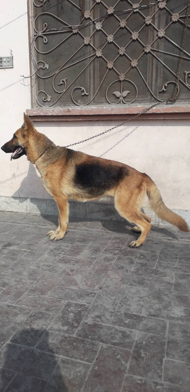 Urgent sale german shepherd female 1