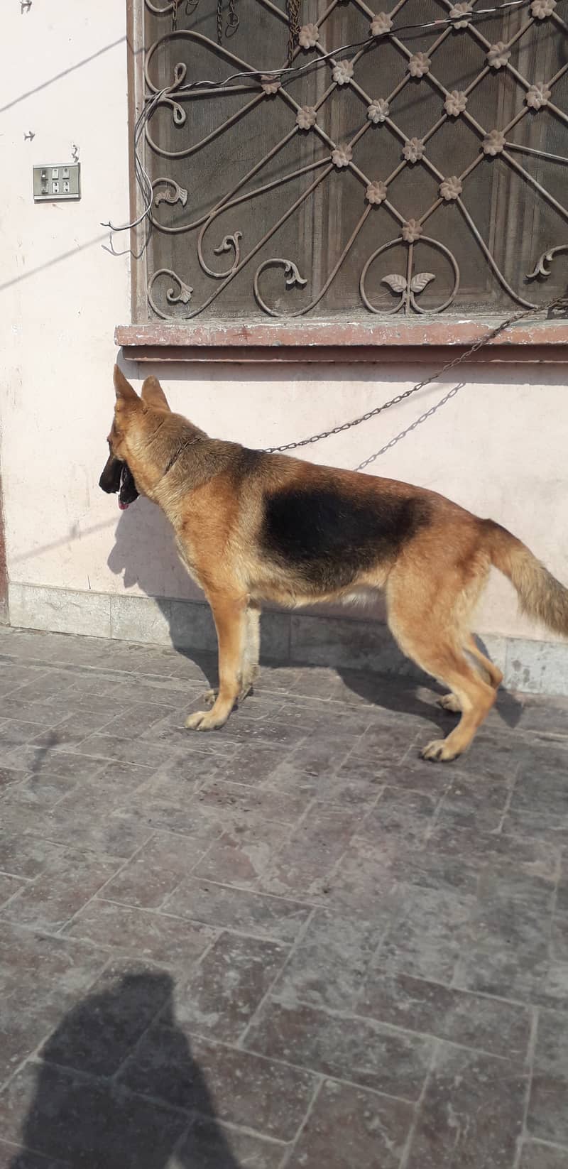 Urgent sale german shepherd female 2