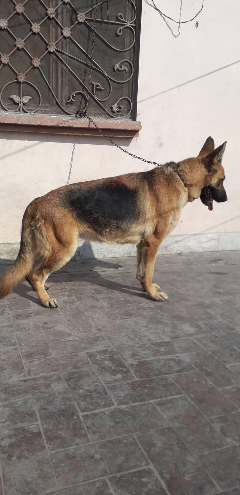 Urgent sale german shepherd female 3