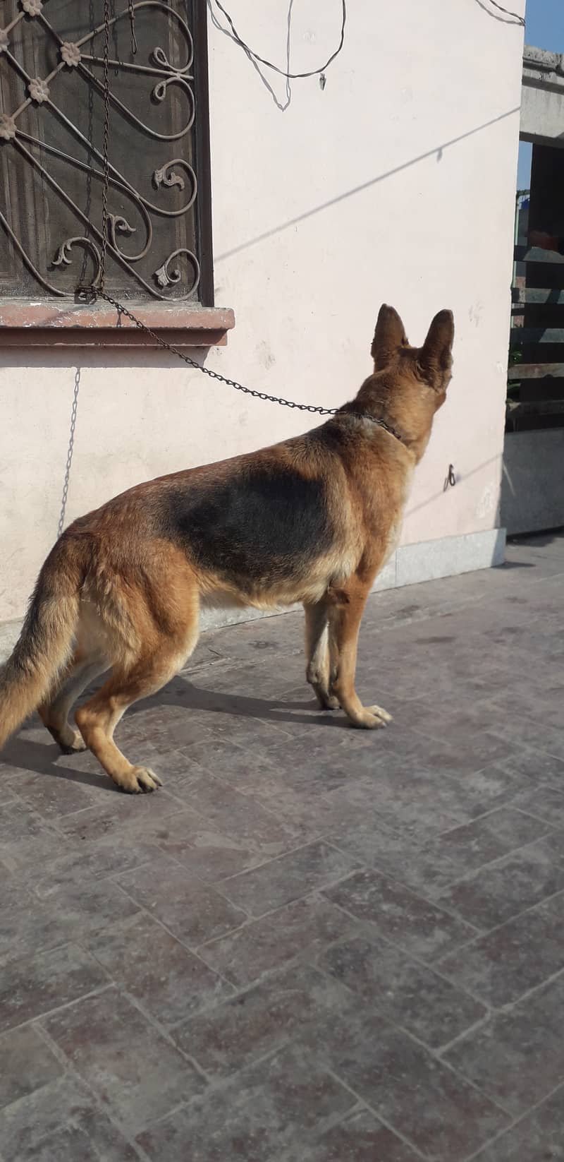 Urgent sale german shepherd female 4