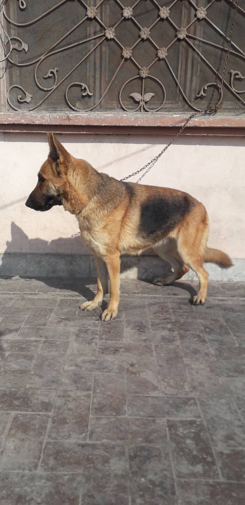 Urgent sale german shepherd female 5