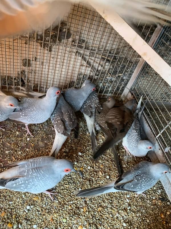 doves for sale 2