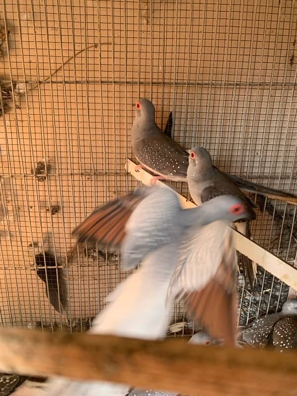 doves for sale 3