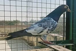 Pigeon Teddy nr available for sale saaf aankh man  0308-5000940