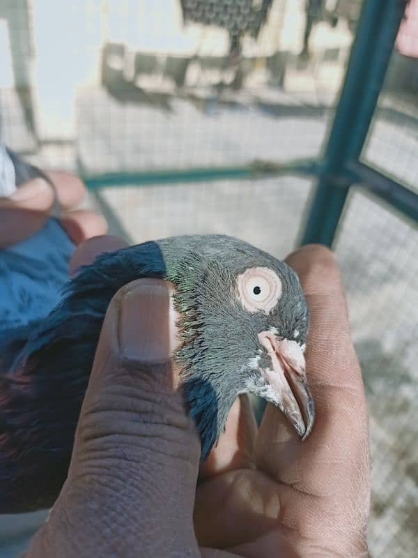 Pigeon Teddy or motyun wala nr Laal Aankh man for sale  0308-5000940 7