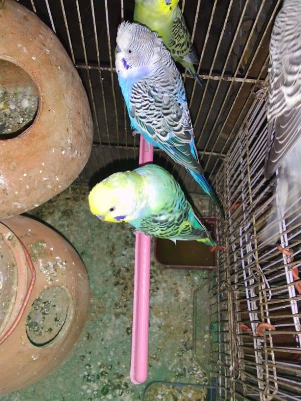 Cocktail, budgie's, cage's 3