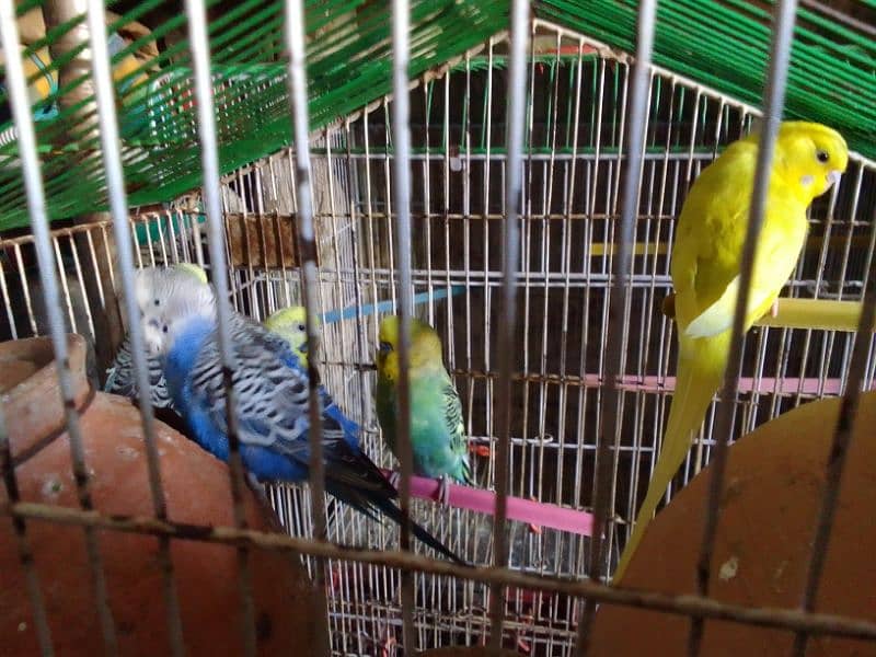 Cocktail, budgie's, cage's 4