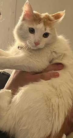 Turkish angora cat