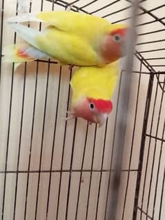 lovebird