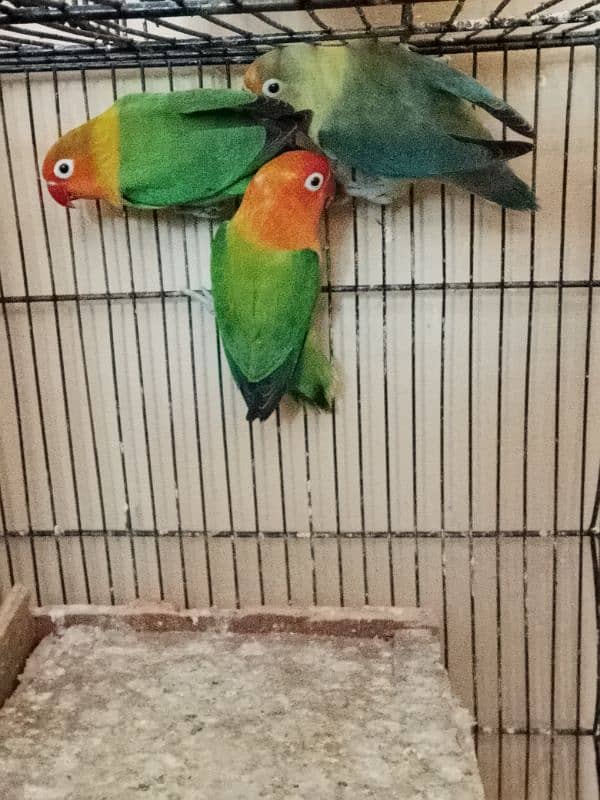 lovebird breeder pair for sale 1