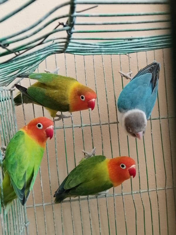 lovebird breeder pair for sale 2