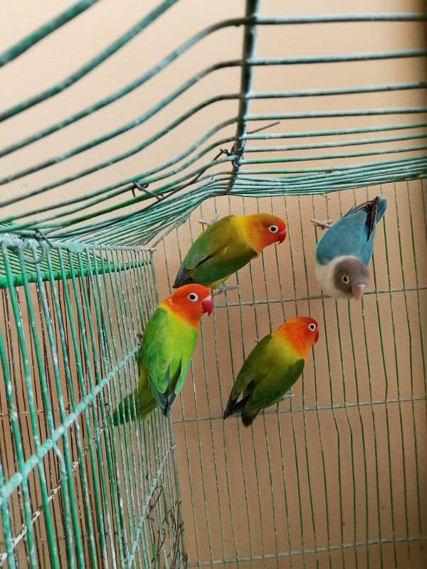 lovebird breeder pair for sale 3