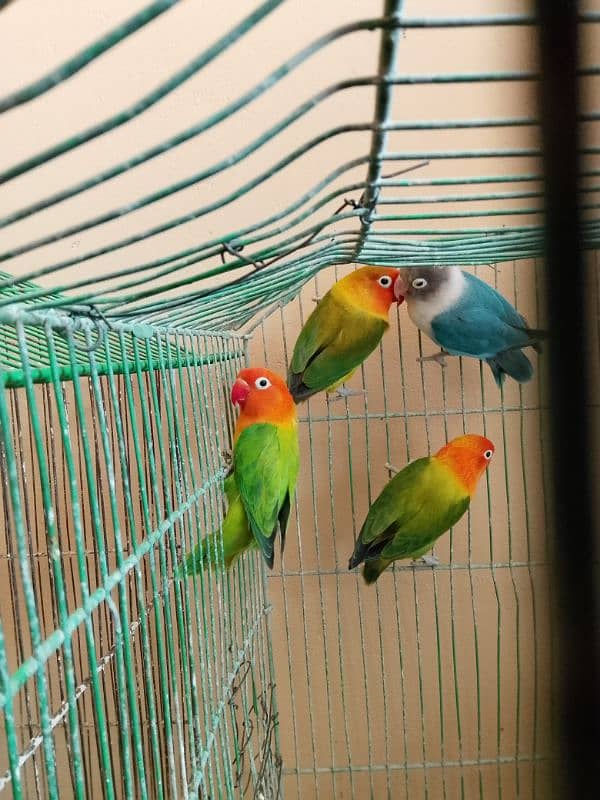 lovebird breeder pair for sale 4