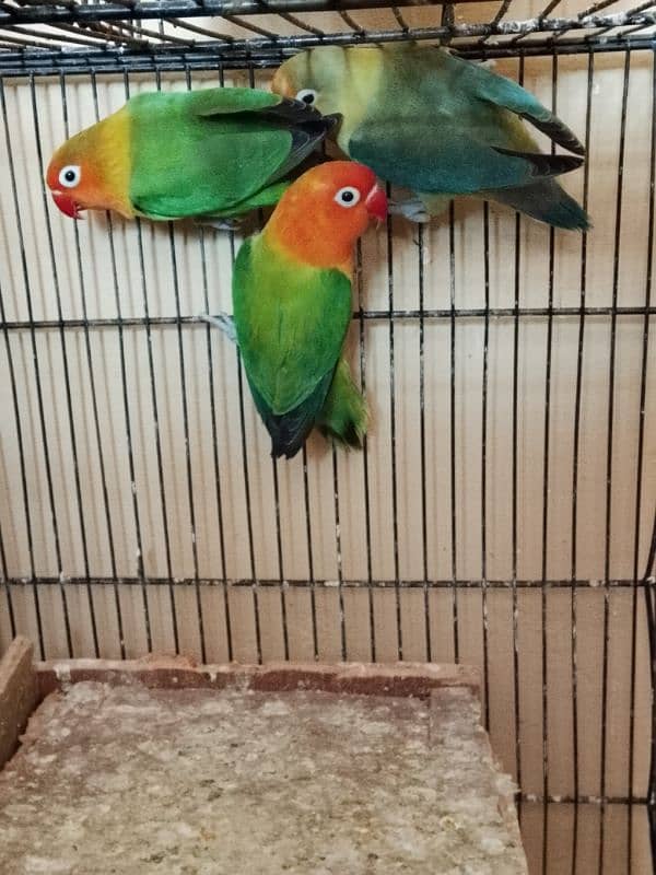 lovebird breeder pair for sale 5