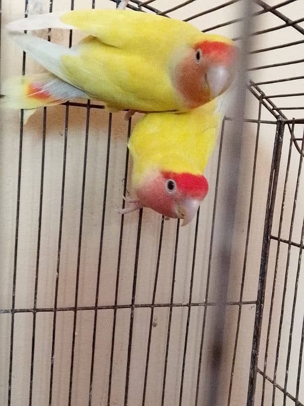 lovebird breeder pair for sale 6